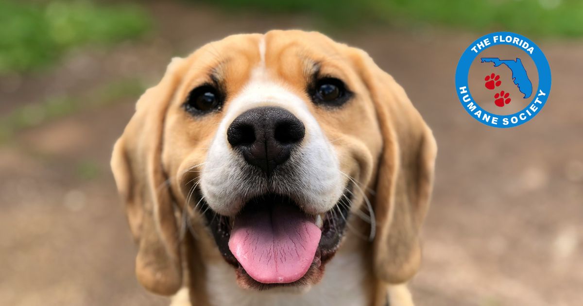 Florida Humane Society